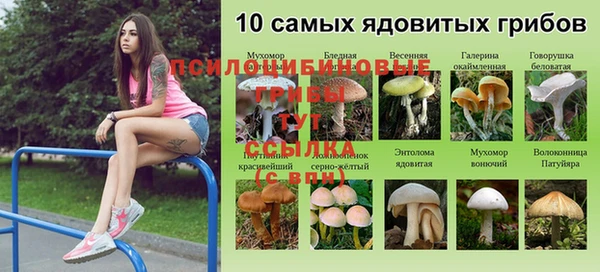 ПСИЛОЦИБИНОВЫЕ ГРИБЫ Баксан